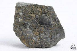 Fossile de brachiopodes
